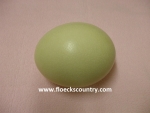 XLarge Fresh Ostrich Egg for Eating